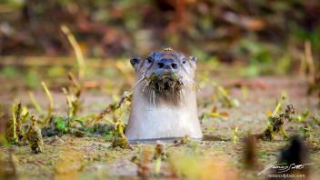 Otter