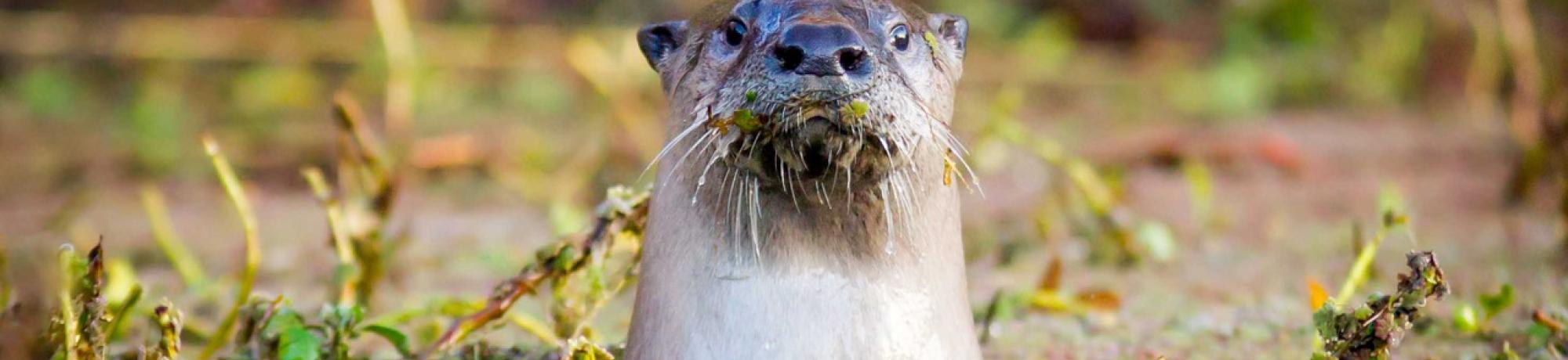 Otter